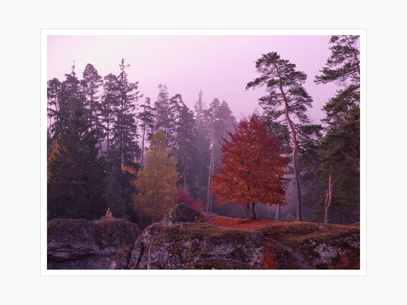 Max Schiefele Alle Bilder  DSF7516